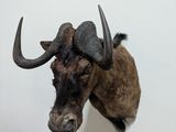an image of a bull head mounted on a wall