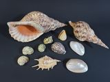a lot of shells that are on a black surface