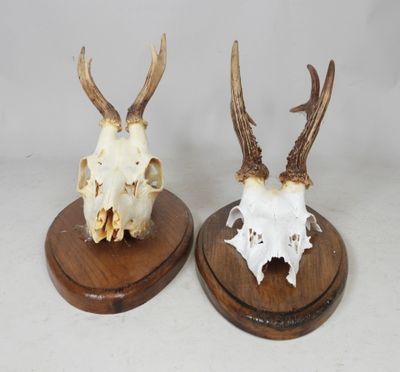 une paire de crânes de cerfs montés sur des socles en bois, sur fond blanc