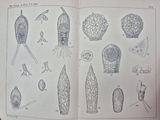an open book with drawings of plants and animals on it