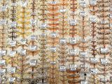a picture of a display of different types of insects