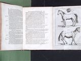 an open book with drawings of horses on it