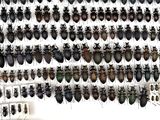 a lot of bugs that are hanging on the wall