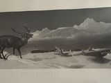 a black and white picture of a deer in the snow