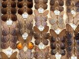 many different types of butterflies displayed in a display case