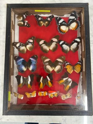 a picture of a display of butterflies in a shadow box