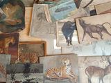 de nombreuses photos d'animaux accrochées au mur de cette pièce
