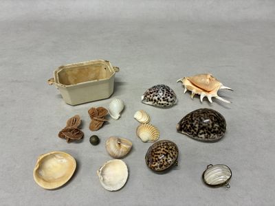 de nombreux coquillages et coquilles posés sur la table