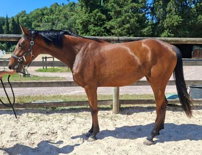 une femme debout à côté d'un cheval brun dans un enclos