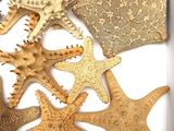 many starfishs in a white box on a white surface