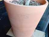 une plante posée dans un pot sur une table