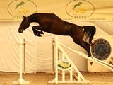 a horse that is jumping over a jump in the air
