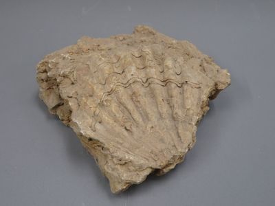 Fossile de coquille Saint Jacques. 13 x 14 x 6 cm.