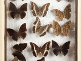 many different types of butterflies in a shadow box