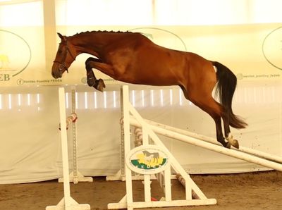 a horse that is jumping over an obstacle