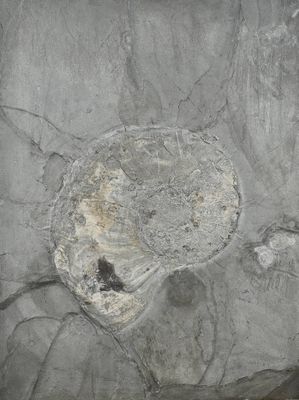 une image d'une paroi rocheuse contenant un fossile