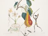 an image of a drawing of a pear on a table