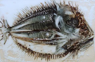 un poisson posé sur une assiette sur la table