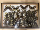 a lot of butterflies that are on display in a frame