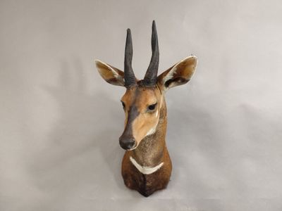une antilope assise sur un fond blanc