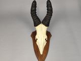 an antelope skull mounted on a wooden plaque on a wall