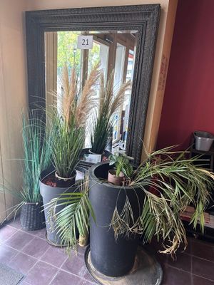 deux plantes en pot posées par terre devant un miroir