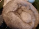 a cat that is laying in a bowl on a table