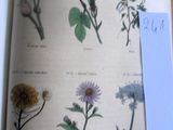 une image représentant un livre orné d'un bouquet de fleurs