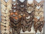 many different types of moths displayed in a display case