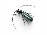 a close up of a green beetle on a white surface