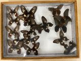 a lot of butterflies that are in a wooden box
