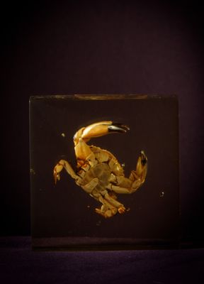 a picture of a crab in a glass box