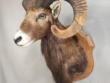 une tête de bélier accrochée au mur, avec une longue corne