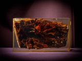 a small glass aquarium with a crab inside of it