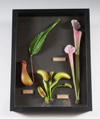 une photo montrant un ensemble de plantes diverses présentées dans un cadre vitré