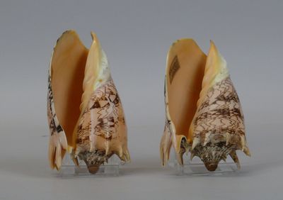 two seashells that are sitting on a clear stand