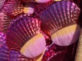 purple and gold scallop shells are arranged on a table