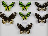 six papillons différents dans un cadre blanc, accompagnés d'étiquettes