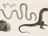 drawing of a snake, a lizard, and a fish