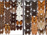 many different types of feathers on display in a glass case