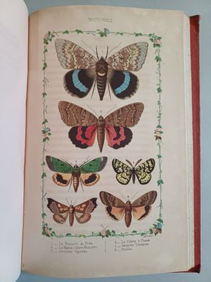 an open book with a picture of butterflies and moths on it