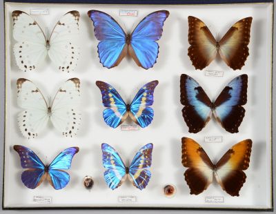 beaucoup de papillons qui se trouvent dans une boîte