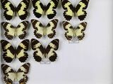 de nombreux papillons exposés dans un cadre blanc