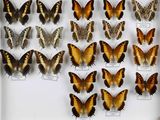 de nombreux types de papillons différents présentés dans une vitrine