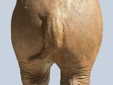 an elephant that is standing in the middle of the picture