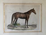 a picture of a horse that is standing in the dirt
