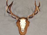 a picture of a deer skull mounted on a wall
