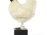 un poulet blanc posé sur une boîte noire