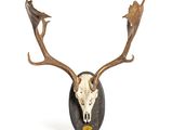 une image représentant un crâne de cerf accroché au mur, avec ses bois
