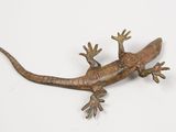 a small lizard that is sitting on a white surface
